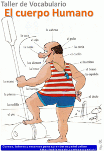 Learn body parts in Spanish with quizzes